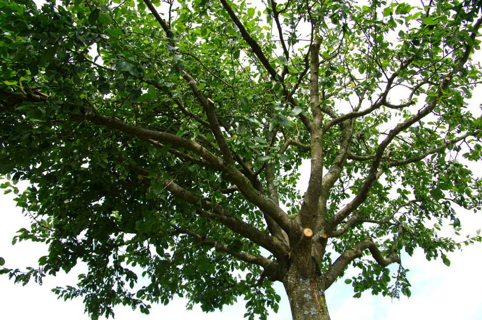 Obstbaum nach der Pflege